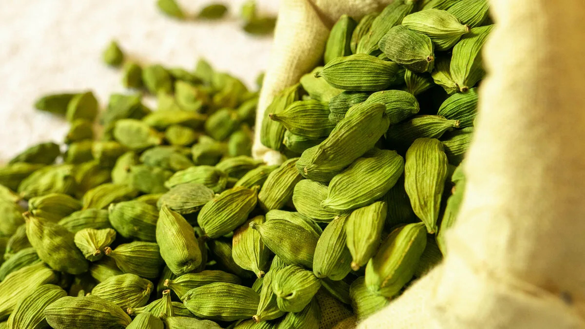 cardamom production,cardamom distributors,best quality cardamom,Cardamom suppliers