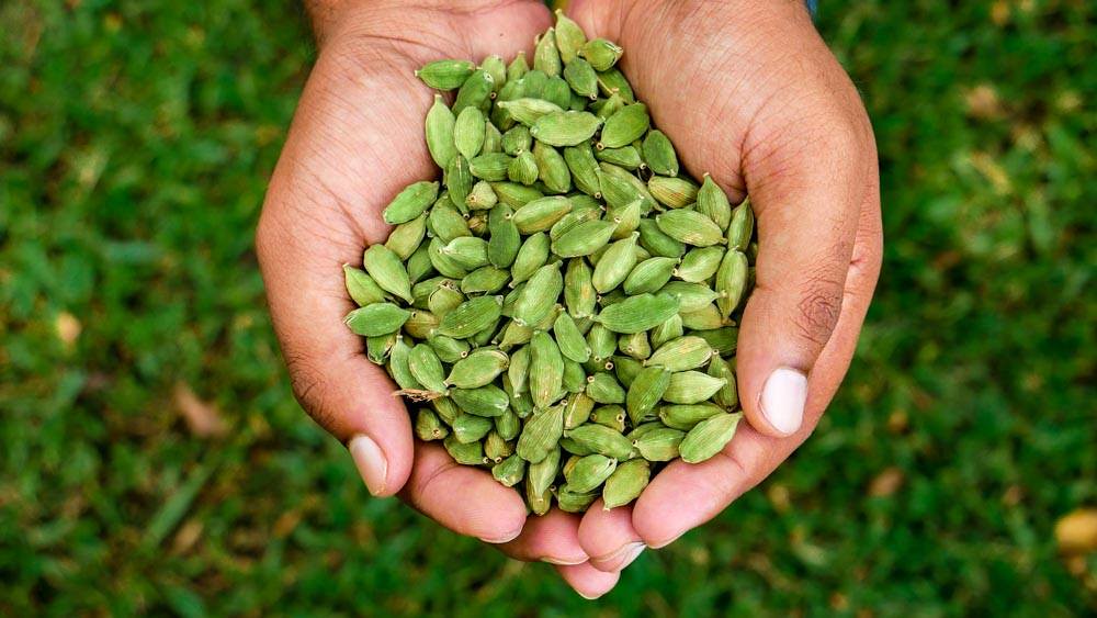 green cardamom, green cardamom spices, best green cardamom, green cardamom suppliers, green cardamom seeds, green elaichi, elaichi green cardamom, fresh green cardamom